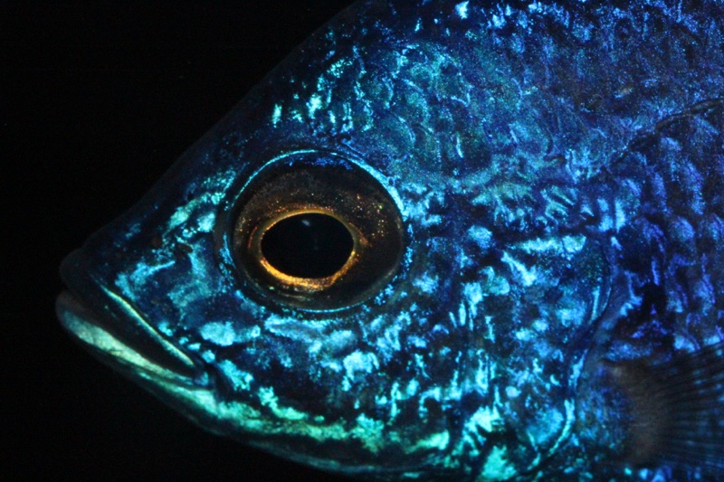 Copadichromis azureus 'Mbenji Island'